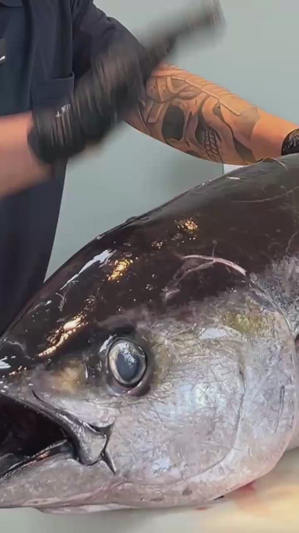 黑鮪魚這樣挑