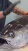黑鮪魚這樣挑
